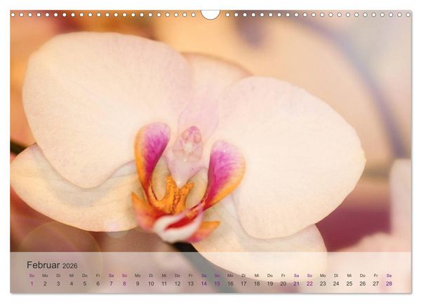 Produktbild: Phalaenopsis - die zauberhafte Welt der Orchideen (Wandkalender 2026 DIN A3 quer), CALVENDO Monatskalender