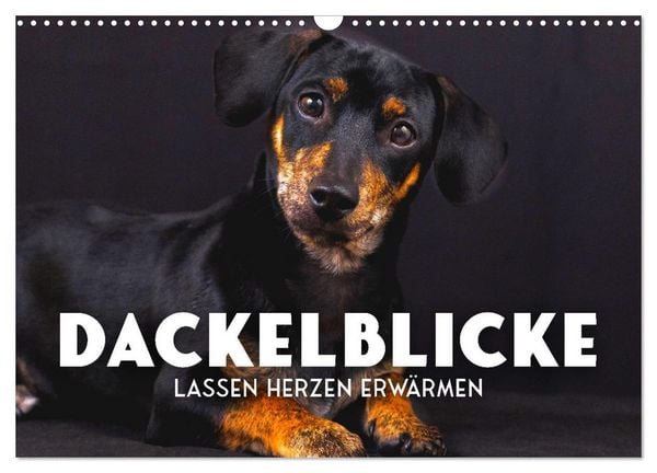 Dackelblicke - Lassen Herzen erwärmen. (Wandkalender 2026 DIN A3 quer), CALVENDO Monatskalender