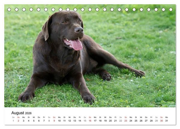 Produktbild: Mein Hundekalender 2026 (Tischkalender 2026 DIN A5 quer), CALVENDO Monatskalender
