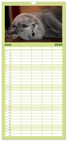 Produktbild: Familienplaner 2026 - B&auml;rige Schmusetiger - Britisch Kurzhaar mit 5 Spalten (Wandkalender, 21 x 45 cm) CALVENDO