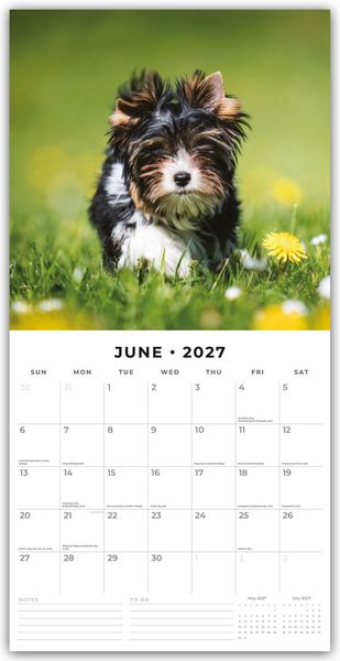 Produktbild: Yorkshire Terrier Puppies &ndash; Yorkshire Terrier Hundewelpen 2027 &ndash; 16-Monatskalender