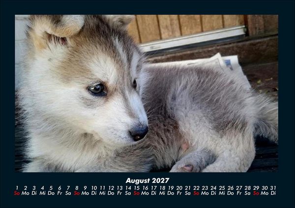 Produktbild: Tierkalender 2027 Fotokalender DIN A4