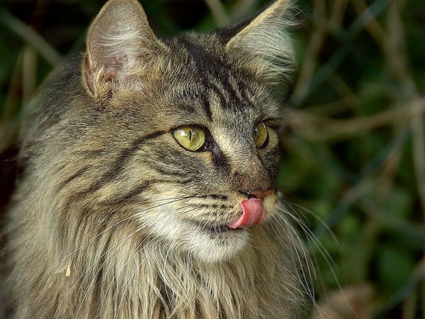 Produktbild: CALVENDO Puzzle Katzen - Maine Coon | 1000 Teile Lege-Gr&ouml;&szlig;e 64x48cm Foto-Puzzle f&uuml;r gl&uuml;ckliche Stunden