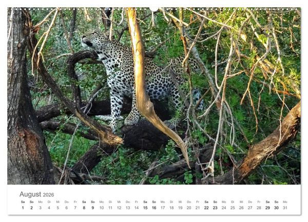 Produktbild: Afrika - Tiere im Kr&uuml;ger Nationalpark (hochwertiger Premium Wandkalender 2026 DIN A2 quer), Kunstdruck in Hochglanz
