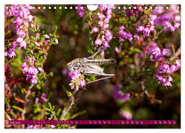 Produktbild: Just lovely - the power of pink heather blossom beauty (Wall Calendar 2026 DIN A4 landscape), CALVENDO 12 Month Wall Calendar