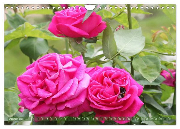 Produktbild: Verlockende Rosenpracht (Wandkalender 2026 DIN A4 quer), CALVENDO Monatskalender