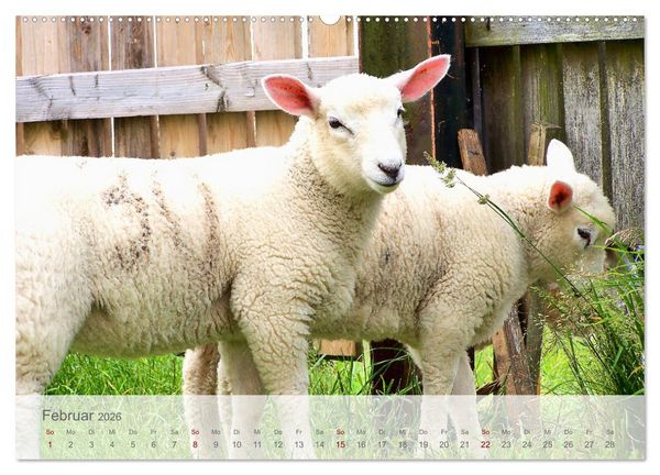 Produktbild: Salzwiesen, Schafe und Watt - Westerhever, ein Naturparadies an der Nordsee (hochwertiger Premium Wandkalender 2026 DIN A2 quer), Kunstdruck in Hochglanz