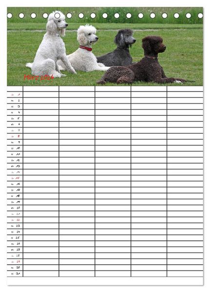 Produktbild: Der Pudel-Familienplaner (Tischkalender 2026 DIN A5 hoch), CALVENDO Monatskalender