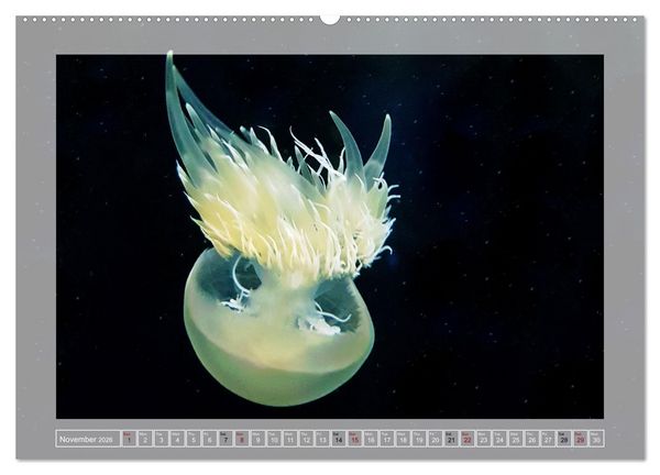 Produktbild: In the world of the medusae (Wall Calendar 2026 DIN A2 landscape), CALVENDO 12 Month Wall Calendar