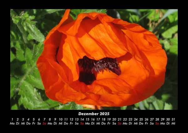 Produktbild: Pflanzen und Bl&uuml;ten 2025 Fotokalender DIN A3