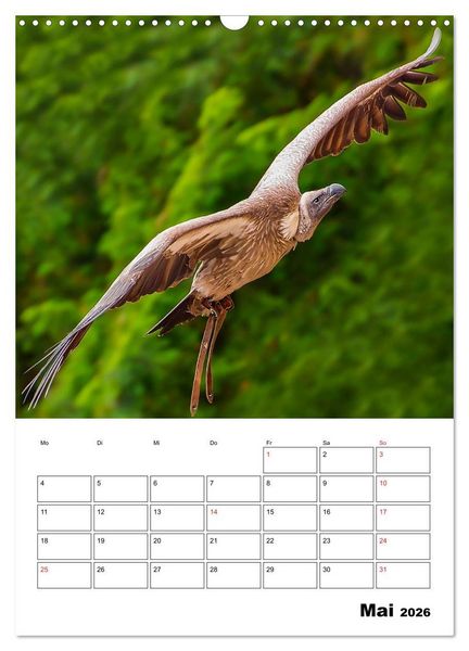 Produktbild: Raub- und Greifv&ouml;gel im Flug (Wandkalender 2026 DIN A3 hoch), CALVENDO Monatskalender