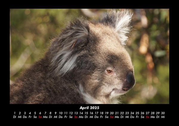Produktbild: Koala 2025 Fotokalender DIN A3