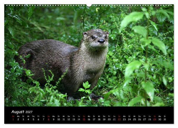 Produktbild: Putzige Fischj&auml;ger (hochwertiger Premium Wandkalender 2027 DIN A2 quer), Kunstdruck in Hochglanz