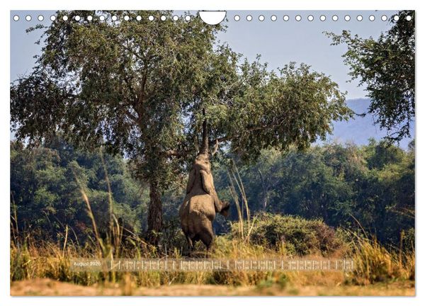 Produktbild: Sambias gro&szlig;artige Tierwelt (Wandkalender 2026 DIN A4 quer), CALVENDO Monatskalender