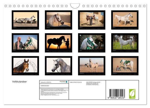 Produktbild: Vollblutaraber (Wandkalender 2026 DIN A4 quer), CALVENDO Monatskalender