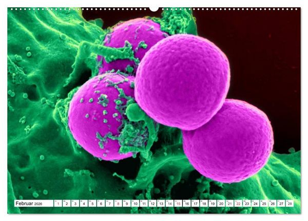 Produktbild: Mikrobiologie. Mikroorganismen, Genetik und Zellen (hochwertiger Premium Wandkalender 2026 DIN A2 quer), Kunstdruck in Hochglanz
