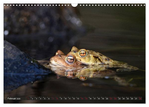 Produktbild: Kr&ouml;ten auf Wanderschaft (Wandkalender 2026 DIN A3 quer), CALVENDO Monatskalender