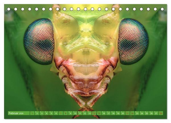 Produktbild: Extreme Makroaufnahmen - Insekten so nah wie nie (Tischkalender 2026 DIN A5 quer), CALVENDO Monatskalender