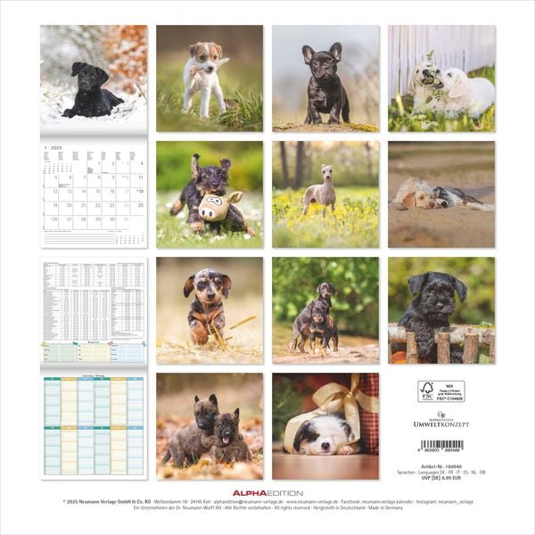 Produktbild: Welpen 2026 - Broschürenkalender 30x30 cm (30x60 geöffnet) - Kalender mit Platz für Notizen - Puppies - Hundekalender - Bildkalender - Wandkalender