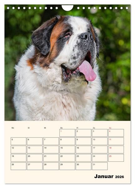Produktbild: Bernhardiner - Mit dem St. Bernhardshund durch das Jahr (Wandkalender 2026 DIN A4 hoch), CALVENDO Monatskalender