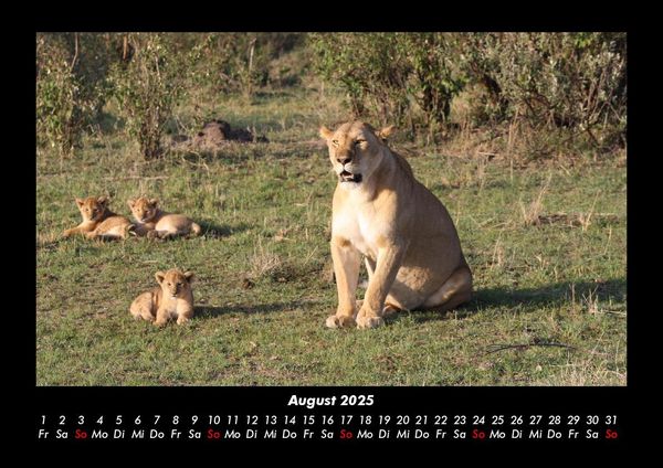 Produktbild: L&ouml;wen in der Wildnis 2025 Fotokalender DIN A3