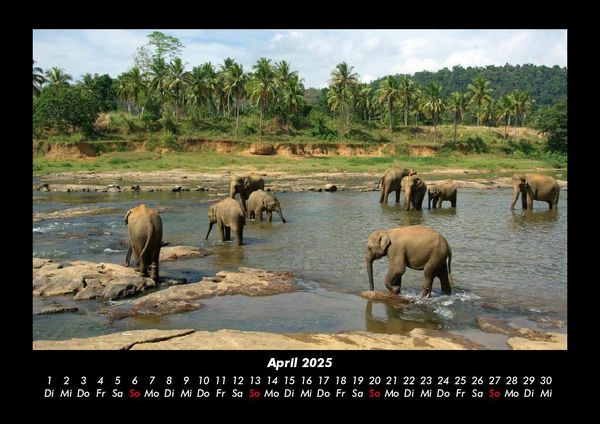 Produktbild: Welt der Tiere 2025 Fotokalender DIN A3