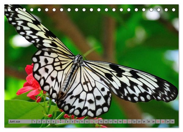 Produktbild: Butterfly's - Schmetterlinge f&uuml;r Zuhause (Tischkalender 2026 DIN A5 quer), CALVENDO Monatskalender