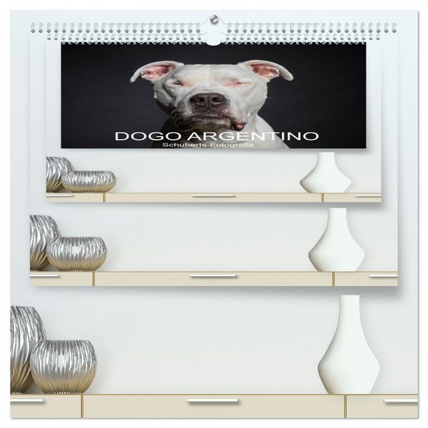 Produktbild: DOGO ARGENTINO (hochwertiger Premium Wandkalender 2026 DIN A2 quer), Kunstdruck in Hochglanz