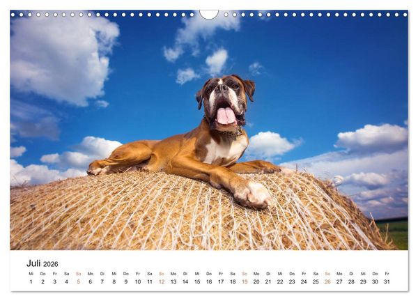 Produktbild: Deutscher Boxer (Wandkalender 2026 DIN A3 quer), CALVENDO Monatskalender