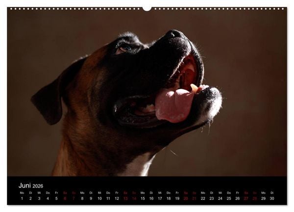 Produktbild: Liebenswerte Boxer (Wandkalender 2026 DIN A2 quer), CALVENDO Monatskalender