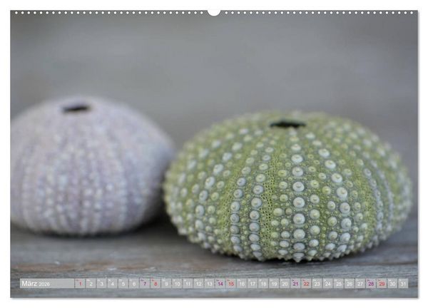 Produktbild: H&auml;user der Meere: Muscheln - Seeigel - Schnecken (hochwertiger Premium Wandkalender 2026 DIN A2 quer), Kunstdruck in Hochglanz