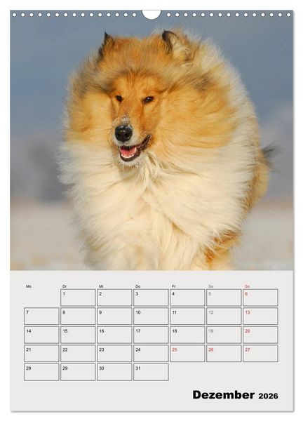 Produktbild: Collies - Freunde f&uuml;r&acute;s Leben (Wandkalender 2026 DIN A3 hoch), CALVENDO Monatskalender