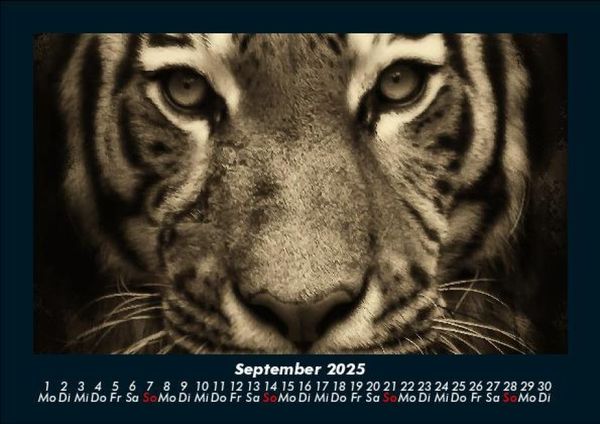 Produktbild: Tiger 2025 Fotokalender DIN A5