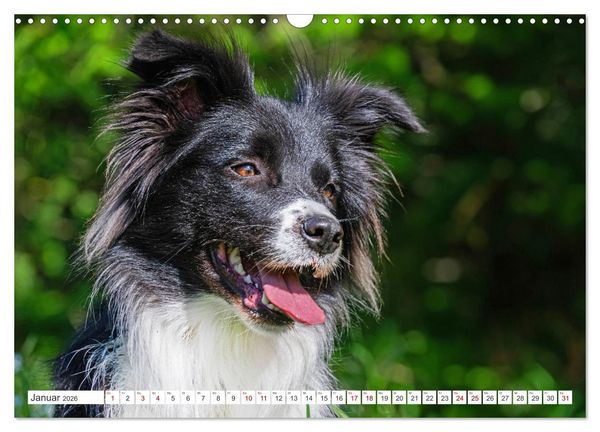 Produktbild: Border Collie - Das Universalgenie unter den Hunden (Wandkalender 2026 DIN A3 quer), CALVENDO Monatskalender