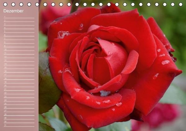 Produktbild: Zarte Sch&ouml;nheiten - Rosen (Tischkalender immerw&auml;hrend DIN A5 quer)