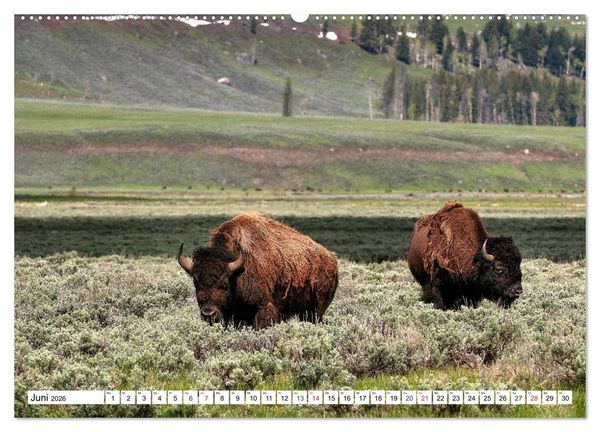 Produktbild: TATONKA Der nordamerikanische Bison (hochwertiger Premium Wandkalender 2026 DIN A2 quer), Kunstdruck in Hochglanz