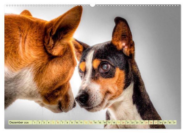Produktbild: Lustig und verr&uuml;ckt - der ganz andere Tierkalender (Wandkalender 2026 DIN A2 quer), CALVENDO Monatskalender