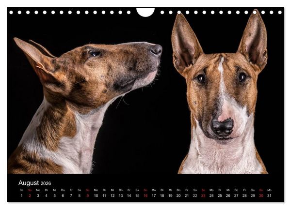 Produktbild: Bullterrier (Wandkalender 2026 DIN A4 quer), CALVENDO Monatskalender
