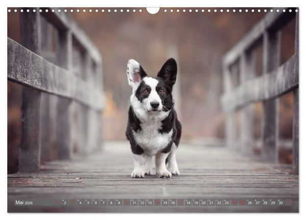 Produktbild: Welsh Corgi - Der Kobold unter den Hunden (Wandkalender 2026 DIN A3 quer), CALVENDO Monatskalender