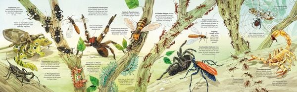 Produktbild: Krabbeltiere - richtig gro&szlig;