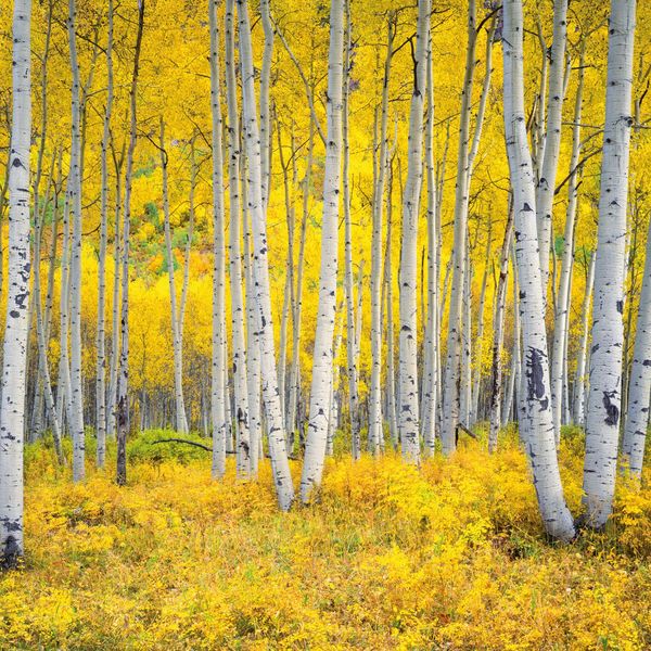Produktbild: Die Kraft der B&auml;ume / The Power of Trees 2027