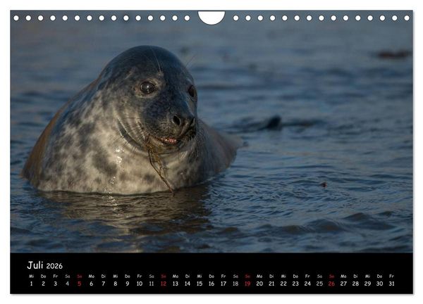 Produktbild: Robben auf Helgoland 2026 (Wandkalender 2026 DIN A4 quer), CALVENDO Monatskalender