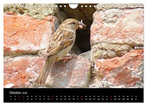 Produktbild: Freche Spatzen (Wandkalender 2026 DIN A4 quer), CALVENDO Monatskalender