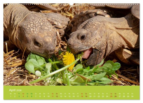 Produktbild: Meine Schildkr&ouml;ten (Wandkalender 2026 DIN A2 quer), CALVENDO Monatskalender