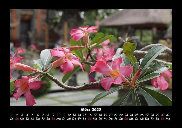 Produktbild: Pflanzen und Bl&uuml;ten 2025 Fotokalender DIN A3