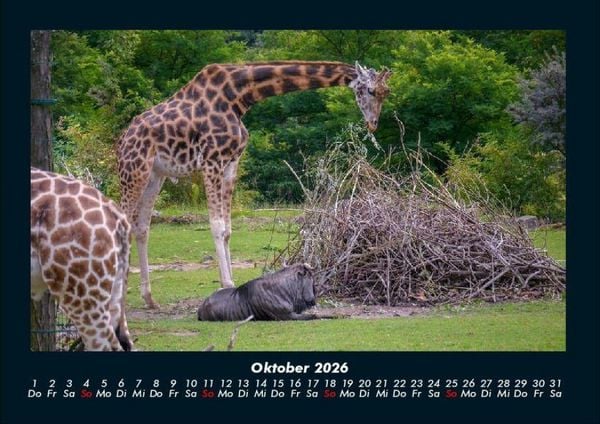 Produktbild: Giraffen 2026 Fotokalender DIN A4