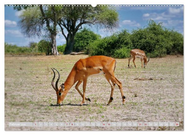 Produktbild: Namibia &ndash; Die Tierwelt vom Caprivi bis Etosha (Wandkalender 2026 DIN A2 quer), CALVENDO Monatskalender