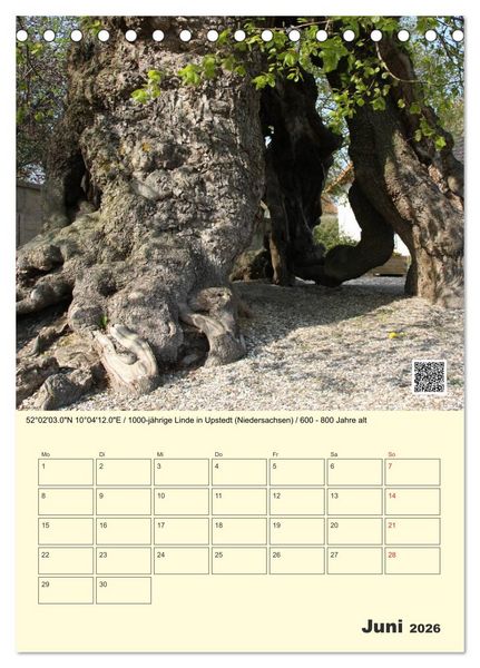 Produktbild: Uralt - Mit QR-Code und GPS zu alten B&auml;umen (Tischkalender 2026 DIN A5 hoch), CALVENDO Monatskalender
