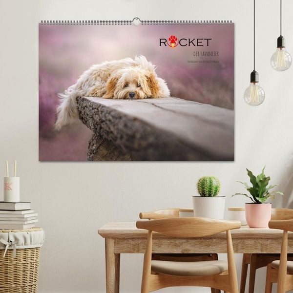 Produktbild: Rocket der Havaneser (Wandkalender 2026 DIN A2 quer), CALVENDO Monatskalender
