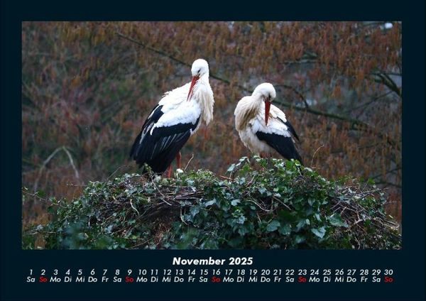 Produktbild: Welt der V&ouml;gel 2025 Fotokalender DIN A4